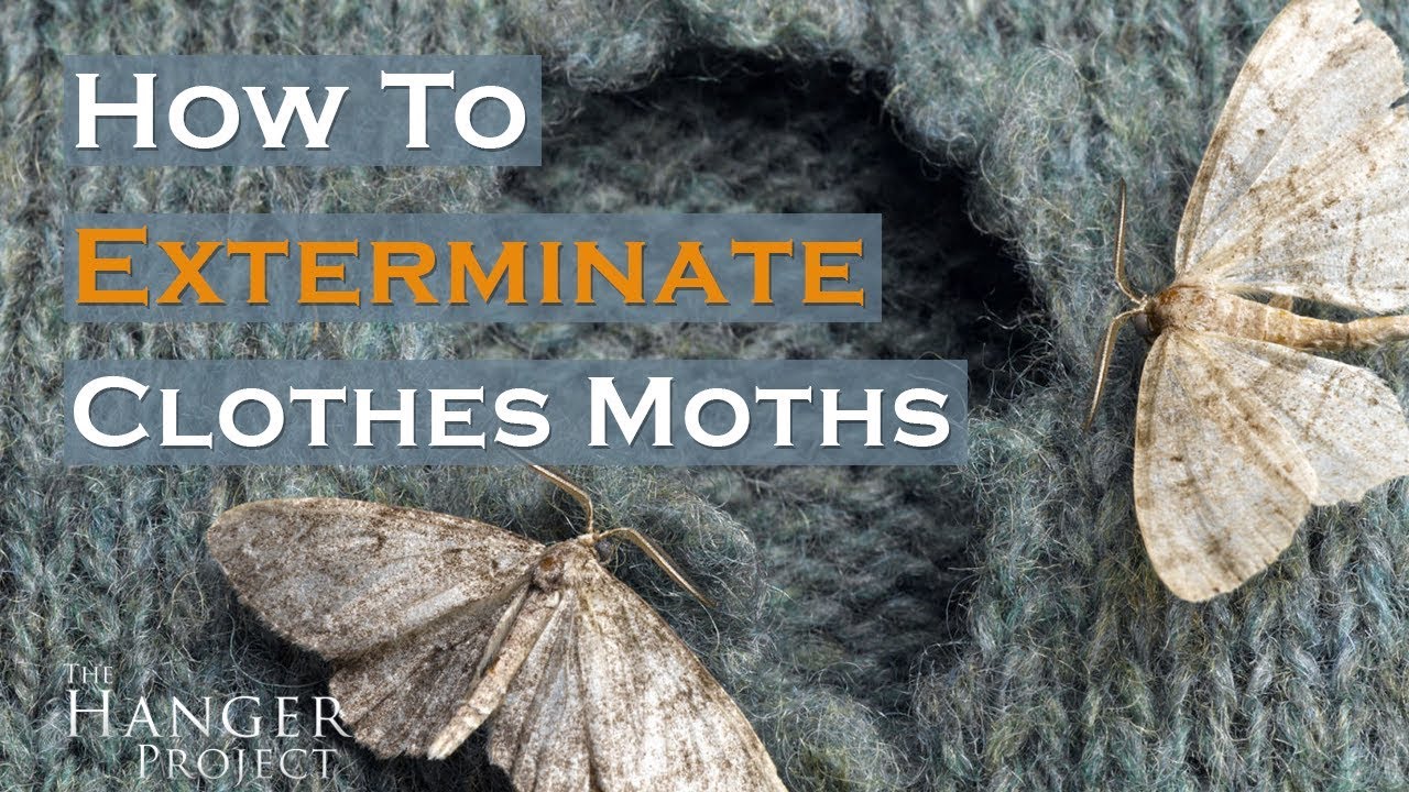 How to Exterminate Clothes Moths